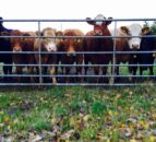 Farmer fined close to £10,000 for fraud and cattle identification offences