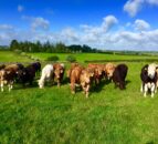 How to spot and treat botulism as outbreaks continue in the North