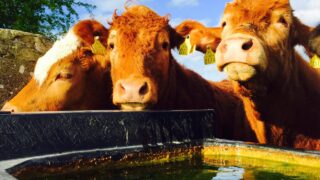 ‘Northern Ireland can now apply for BSE Negligible Status’
