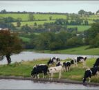 Cattle rustlers: Close to 30 cattle stolen in 2 separate incidents