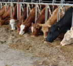 Northern beef farmers warned many face big losses under new CAP