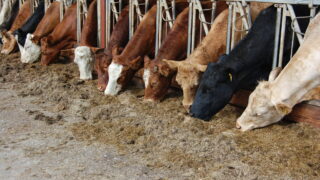 Northern beef farmers warned many face big losses under new CAP