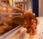 Major poultry conference to take place in Co. Tyrone