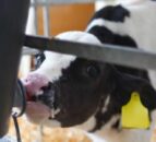 Dairy advice: Keeping excess quality colostrum in reserve