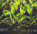 98% of Northern Ireland soils inadequately analysed