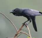 Campaign launched to ‘take back control of wildlife licensing’