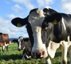 Industries support new BVD code of practice