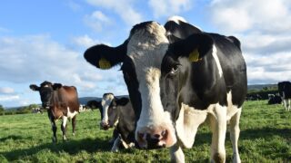 Industries support new BVD code of practice