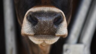 Main barriers for methane reduction research outlined