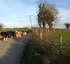 Poll results: 1 in 5 still haven’t got their cows out