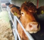 Farm antibiotic sales hit ‘all time low’ in the UK