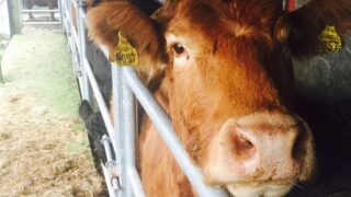 Horsham farm builds isolation barn for quarantine of sick animals