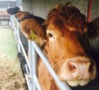 NI beef exporters given the green light to trade under BSE negligible risk status