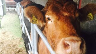 NI beef exporters given the green light to trade under BSE negligible risk status