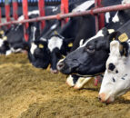 Home-grown proteins could halve NI dairy’s soya imports