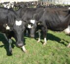 Fury grows at volume threshold set for EU dairy support scheme