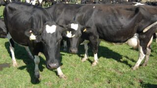 Fury grows at volume threshold set for EU dairy support scheme