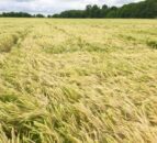 Brussels calls for more information ahead of NI 3-crop rule decision