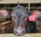 New study shows crossbred calves recover faster from disease