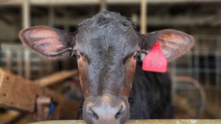 New study shows crossbred calves recover faster from disease