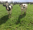 NI milk production levels and prices continue to rise in 2017