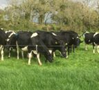 Payment rates for the Small Dairy Farmer Scheme in NI announced