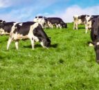 Volatility to remain a challenge for the dairy sector