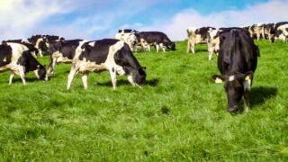 Volatility to remain a challenge for the dairy sector