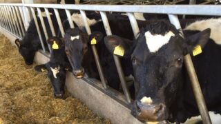 Devastating outbreak of suspected botulism in Fermanagh