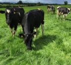 ‘Italian Ryegrass – more positives than negatives’
