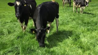 ‘Italian Ryegrass – more positives than negatives’