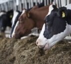 NI animal welfare complaints ‘could include a cow lying down’
