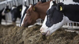 Silage quality drives all dairy production systems