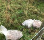 Dead calves found dumped in plastic bags