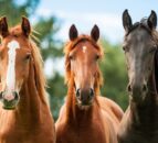 As healthy as a horse: Equine seminar set for next month