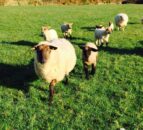 Sheep farmer banned from owning animals and fined for animal welfare offences