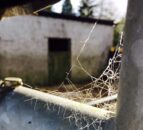Four calves have lucky escape after falling into slurry tank