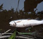 NIEA investigating ‘major fish kill’ in Armagh