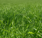 Germinal sells Morton’s brand