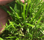Timothy should be included in most grass seed mixes