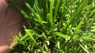 Timothy should be included in most grass seed mixes