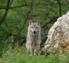 Wolf reintroduction could help fight climate change - study