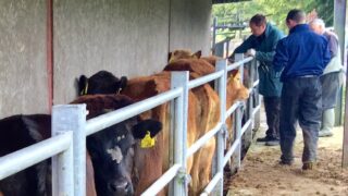 North to lift age of eligibility for brucellosis testing on October 19
