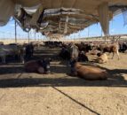 Milking hundreds of cows and finishing 2,000 Brazilian-origin bulls in Egypt