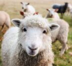 Top tips for managing beef and sheep enterprises – for June