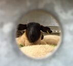 Under review: UK’s live export ban comes one step closer