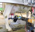 Watch: 40 ‘Lely’ cows make the trip to the Balmoral Show