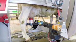 Watch: 40 ‘Lely’ cows make the trip to the Balmoral Show
