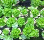 Aggressive lettuce disease Fusarium wilt spotted in UK for the first time