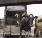Dungiven dairy farmer ‘fed up’ of red tape to move to Canada